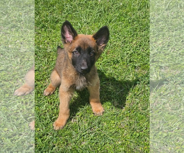 Medium Photo #1 Mutt Puppy For Sale in The Woodlands, TX, USA