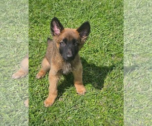 Mutt Dogs for adoption in The Woodlands, TX, USA