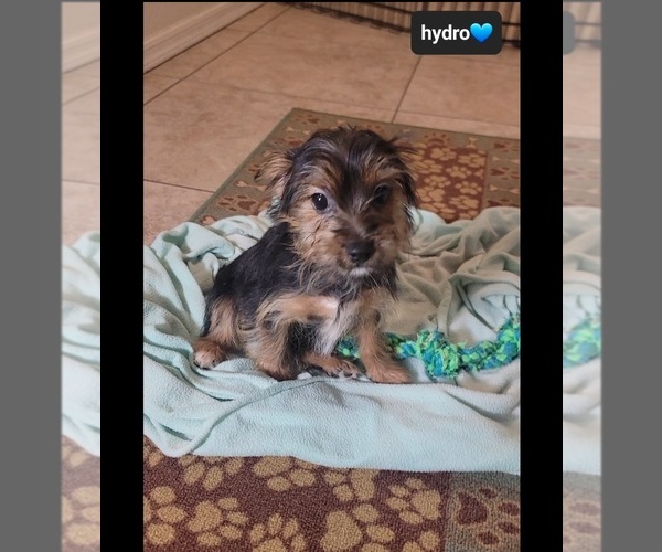 Medium Photo #3 Yorkshire Terrier Puppy For Sale in TUCSON, AZ, USA