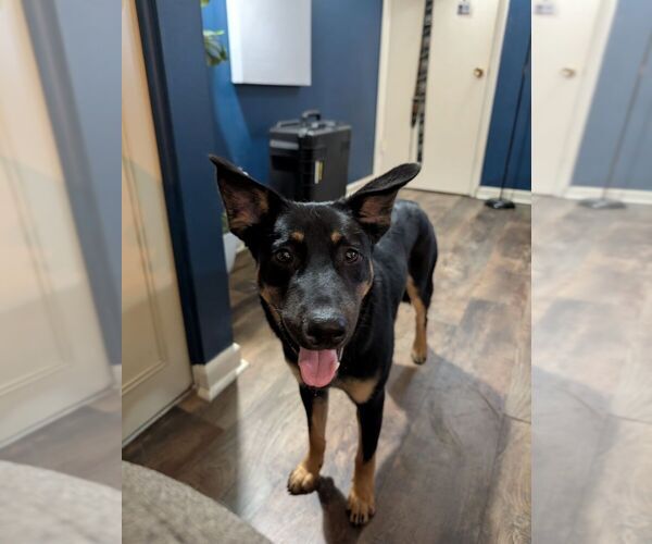 Medium Photo #8 German Shepherd Dog-Unknown Mix Puppy For Sale in Evansville, IN, USA