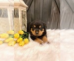 Small Photo #7 Rottweiler Puppy For Sale in SHREVE, OH, USA