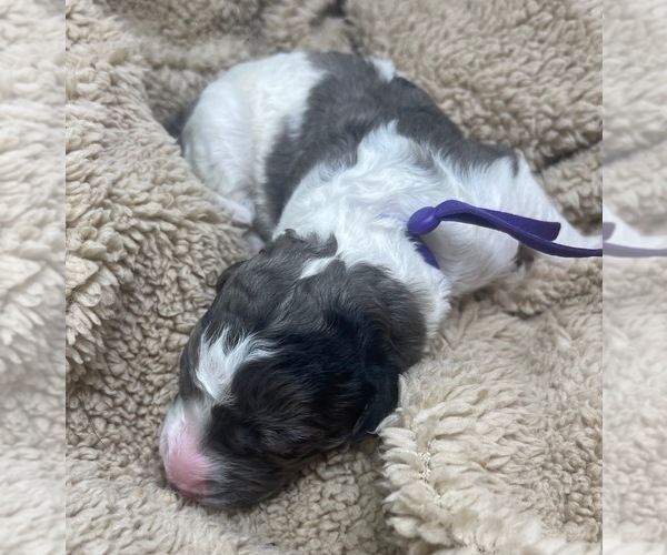 Medium Photo #21 Goldendoodle Puppy For Sale in PIERSON, FL, USA