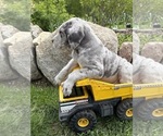 Small #3 Great Dane