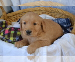 Small #1 Golden Retriever