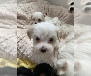 Maltese Puppy for sale in TWIN FALLS, ID, USA