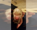 Small Photo #3 Golden Retriever Puppy For Sale in MIDDLEBURG, VA, USA