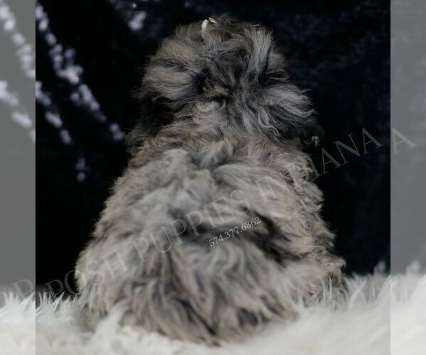 Medium Photo #6 Poodle (Toy) Puppy For Sale in WARSAW, IN, USA