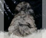 Small #5 Poodle (Toy)