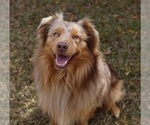 Small Photo #1 Miniature Australian Shepherd Puppy For Sale in DAWSON, GA, USA