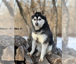 Small Photo #34 Alaskan Klee Kai-Pomsky Mix Puppy For Sale in STAPLES, MN, USA