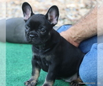 Small Photo #36 French Bulldog Puppy For Sale in WINNSBORO, TX, USA