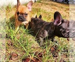 Small Photo #13 French Bulldog Puppy For Sale in N CHESTERFLD, VA, USA