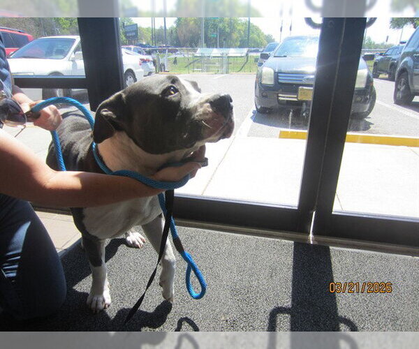 Medium Photo #1 American Pit Bull Terrier Puppy For Sale in Ocala, FL, USA
