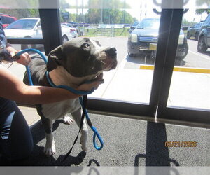 American Pit Bull Terrier Dogs for adoption in Ocala, FL, USA