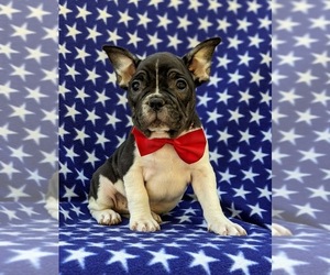 French Bulldog Puppy for sale in QUARRYVILLE, PA, USA