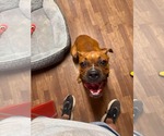 Small #2 Mutt