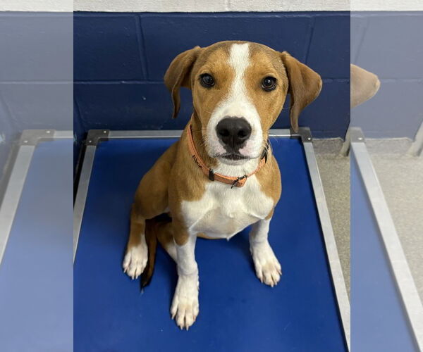 Medium Photo #1 Mutt Puppy For Sale in Sterling, MA, USA