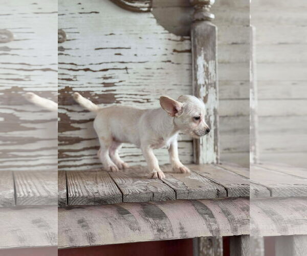 Medium Photo #4 Chiweenie Puppy For Sale in Rockaway, NJ, USA