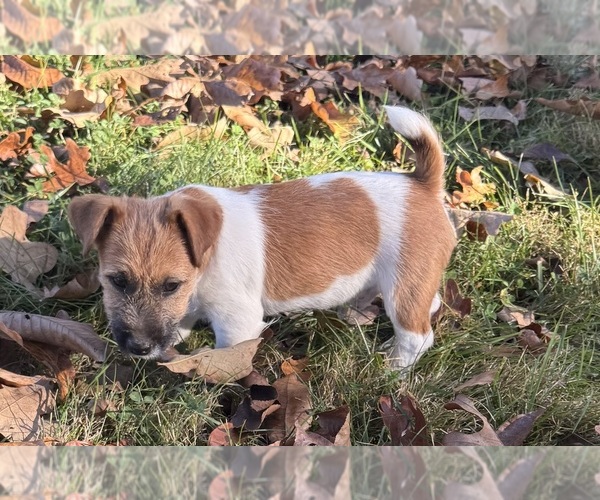 Medium Photo #1 Jack Russell Terrier Puppy For Sale in FREEMAN, MO, USA