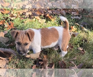 Medium Jack Russell Terrier