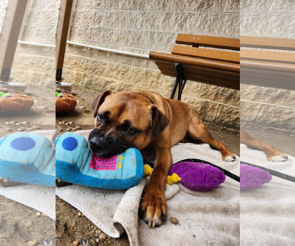 Medium Photo #15 Mutt Puppy For Sale in Philadelphia, PA, USA