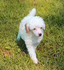 Poodle (Toy) Puppy for sale in REDDICK, FL, USA