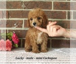 Small Cockapoo (Miniature)