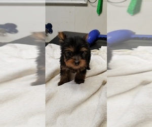 Yorkshire Terrier Puppy for sale in WOODBURY HEIGHTS, NJ, USA