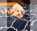 Puppy 2 Lhatese-Maltese Mix