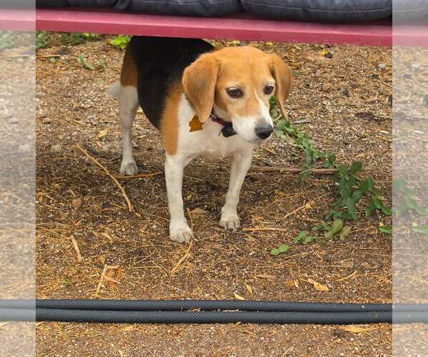 Medium Photo #7 Beagle Puppy For Sale in Las Vegas, NV, USA
