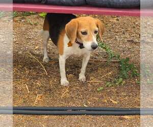 Delaney - Female Beagle Dog for Adoption - Photo #7