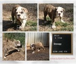 Small #1 Olde English Bulldogge