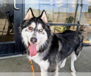 Alusky Dogs for adoption in Denver, CO, USA