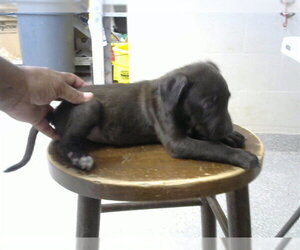 American Pit Bull Terrier-Labrador Retriever Mix Dogs for adoption in Pasadena, TX, USA