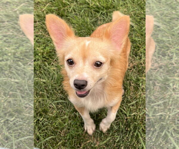Medium Photo #3 Chihuahua-Unknown Mix Puppy For Sale in Estherville, IA, USA