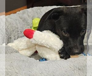 Australian Kelpie-Labrador Retriever Mix Dogs for adoption in Brewster, NY, USA