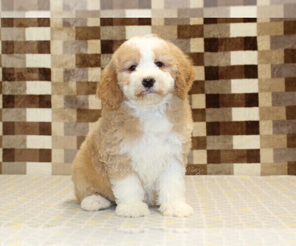 Medium Photo #3 Bernedoodle (Miniature) Puppy For Sale in DENVER, PA, USA