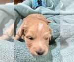 Small Photo #30 Aussiedoodle Miniature  Puppy For Sale in GOSHEN, OH, USA