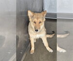 Small German Shepherd Dog