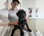 Puppy Green 6 Schnauzer (Giant)