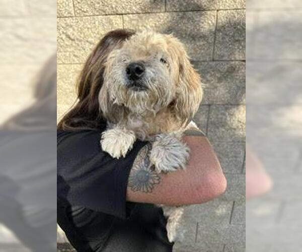 Medium Photo #4 Poodle (Miniature)-Unknown Mix Puppy For Sale in Incline Village, NV, USA