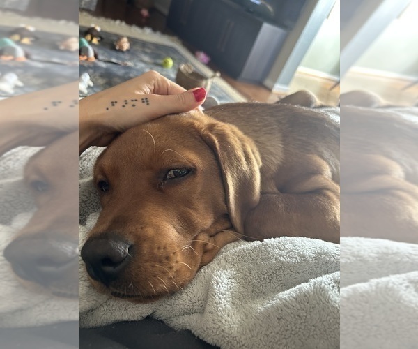 Medium Photo #2 Labrador Retriever Puppy For Sale in SAINT LOUIS, MO, USA