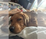 Small #1 Labrador Retriever