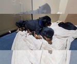 Small Photo #10 Rottweiler Puppy For Sale in ROCKFORD, MI, USA