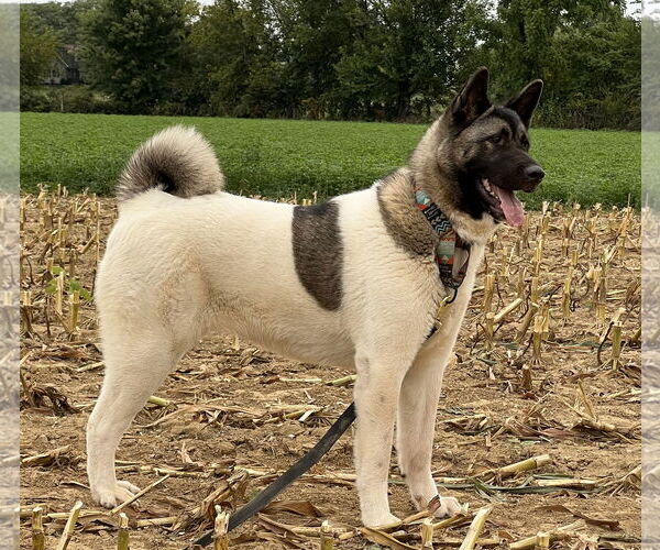 Medium Photo #3 Akita Puppy For Sale in Pottstown, PA, USA