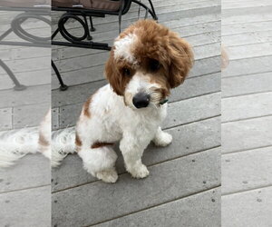 Goldendoodle (Miniature) Dogs for adoption in Lake Elsinore, CA, USA