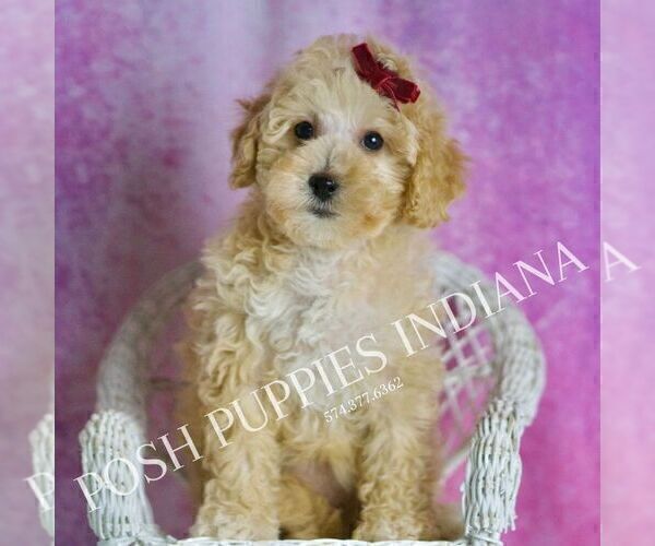 Medium Photo #4 Maltipoo (Toy) Puppy For Sale in WARSAW, IN, USA