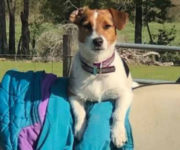 Medium Photo #1 Jack Russell Terrier Puppy For Sale in JASPER, FL, USA