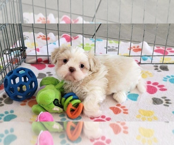 Medium Photo #7 Shih Tzu Puppy For Sale in ORO VALLEY, AZ, USA