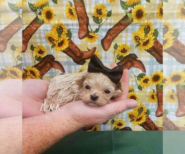 Medium Photo #1 Maltipoo Puppy For Sale in WINNSBORO, LA, USA